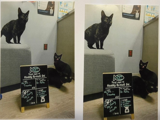 Three cats: A tortie, a black cat mid blep, and another black cat. 
