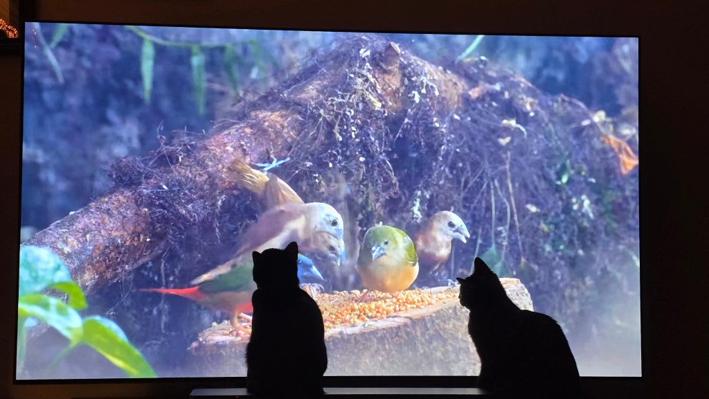 The shadow of two cats watching birds on a large screen TV